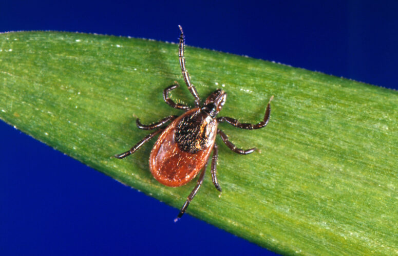 Tick season seems to be off to a fast start, and some experts worry about future illnesses